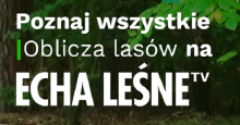 Leśna Telewizja Internetowa