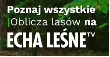 Leśna Telewizja Internetowa